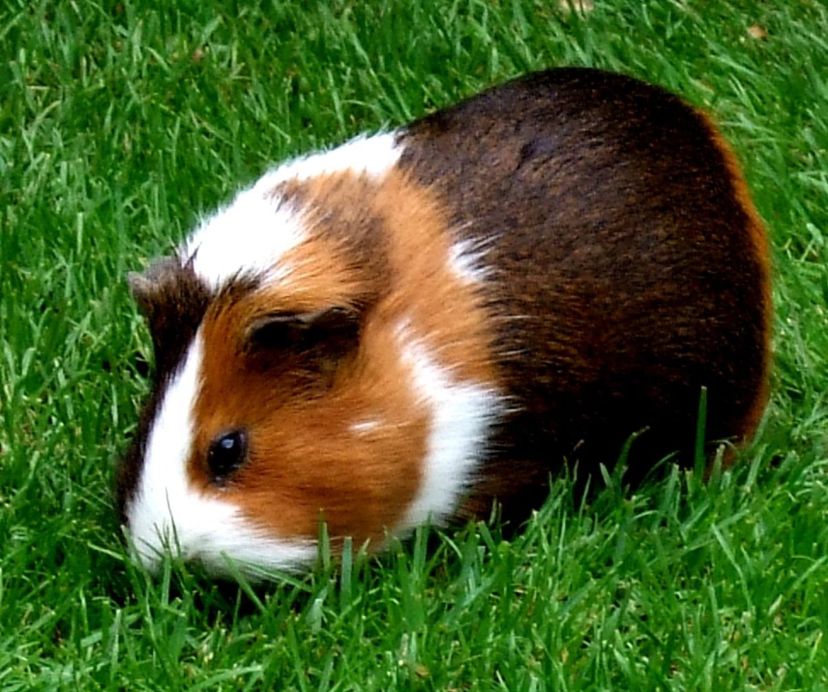 Cavia для морских свинок