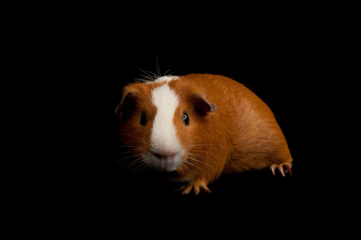 Морская Свинка гладкошерстная