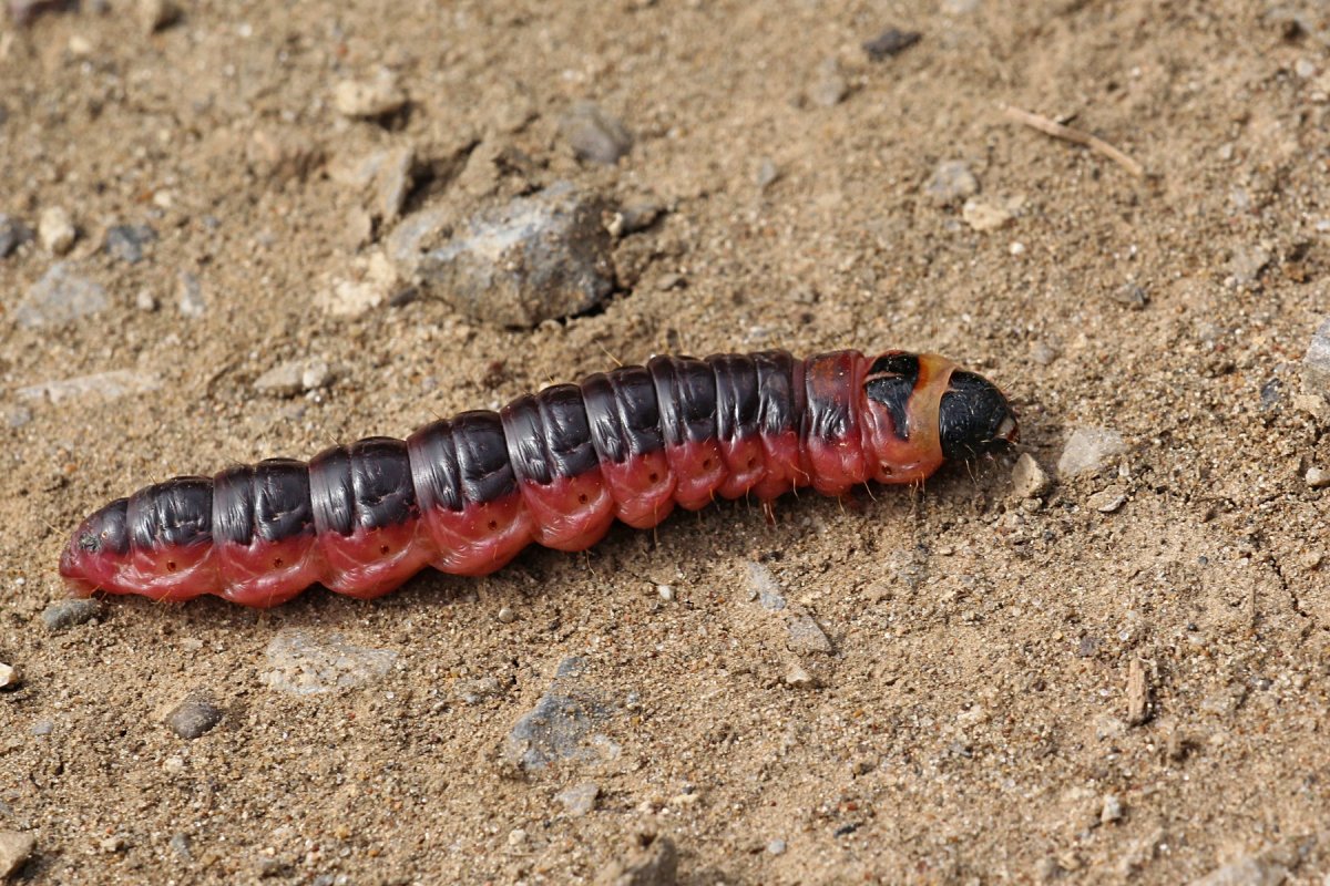 Древоточец пахучий бабочка