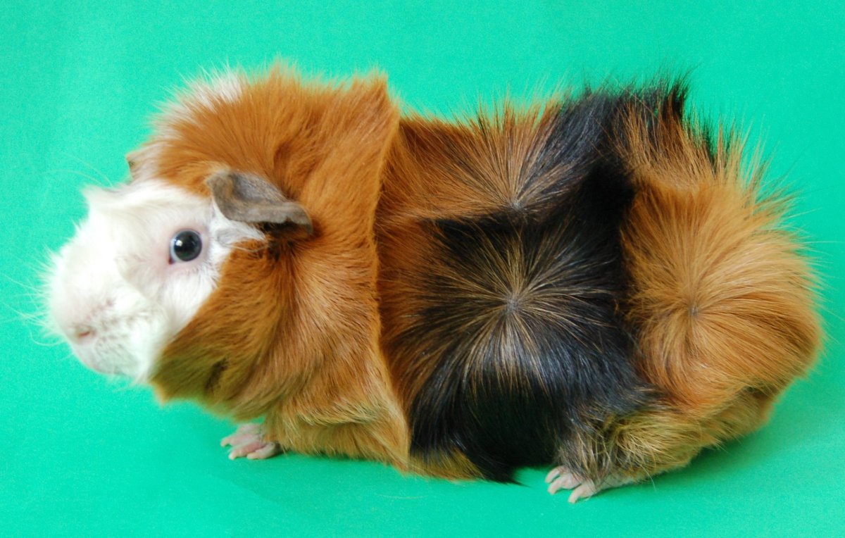 Морская Свинка черная