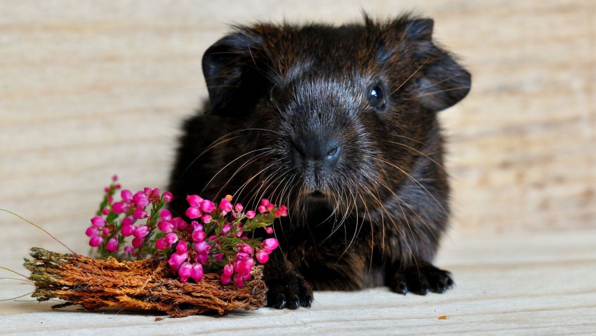 Морская Свинка Грызуны