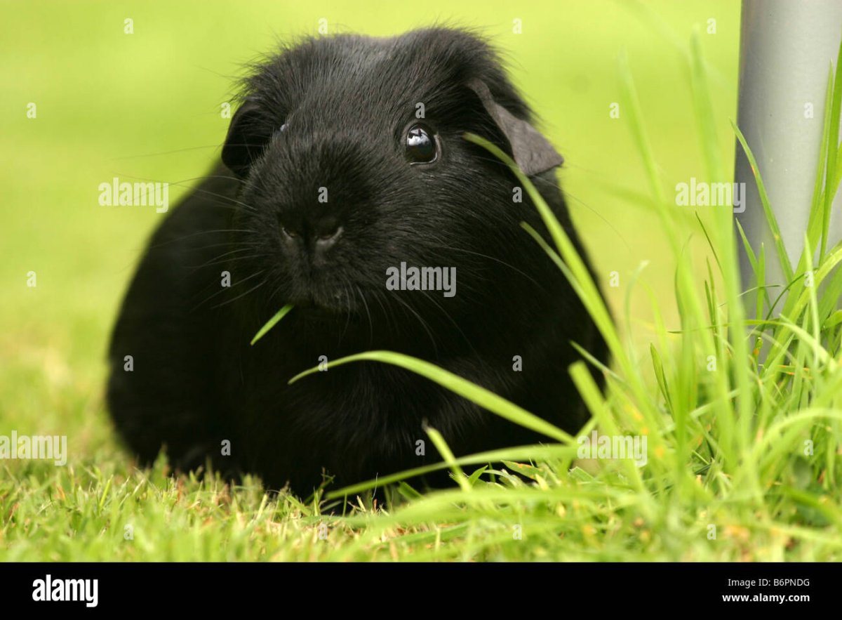 Морская Свинка хартли