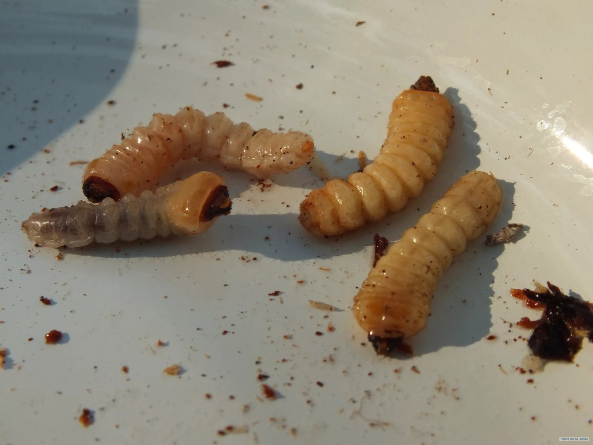 Личинка короеда