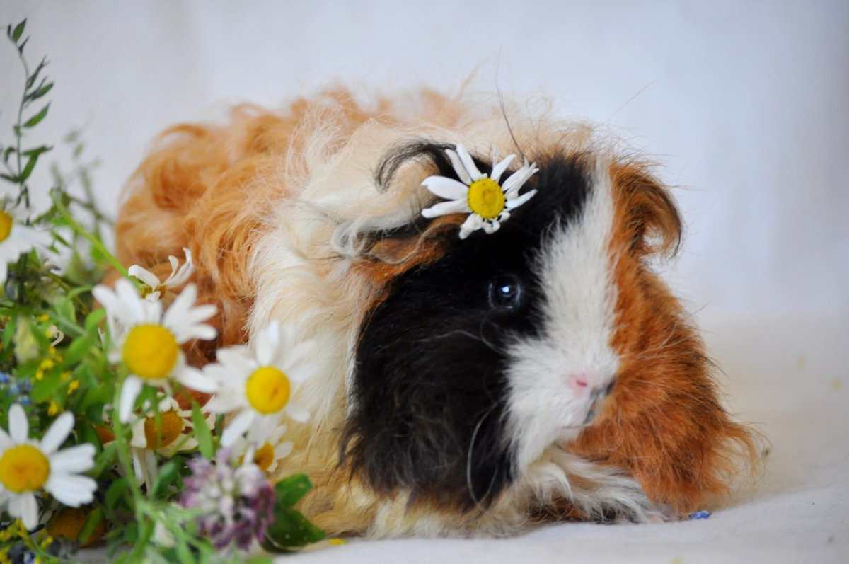 Калифорнийская морская Свинка белая