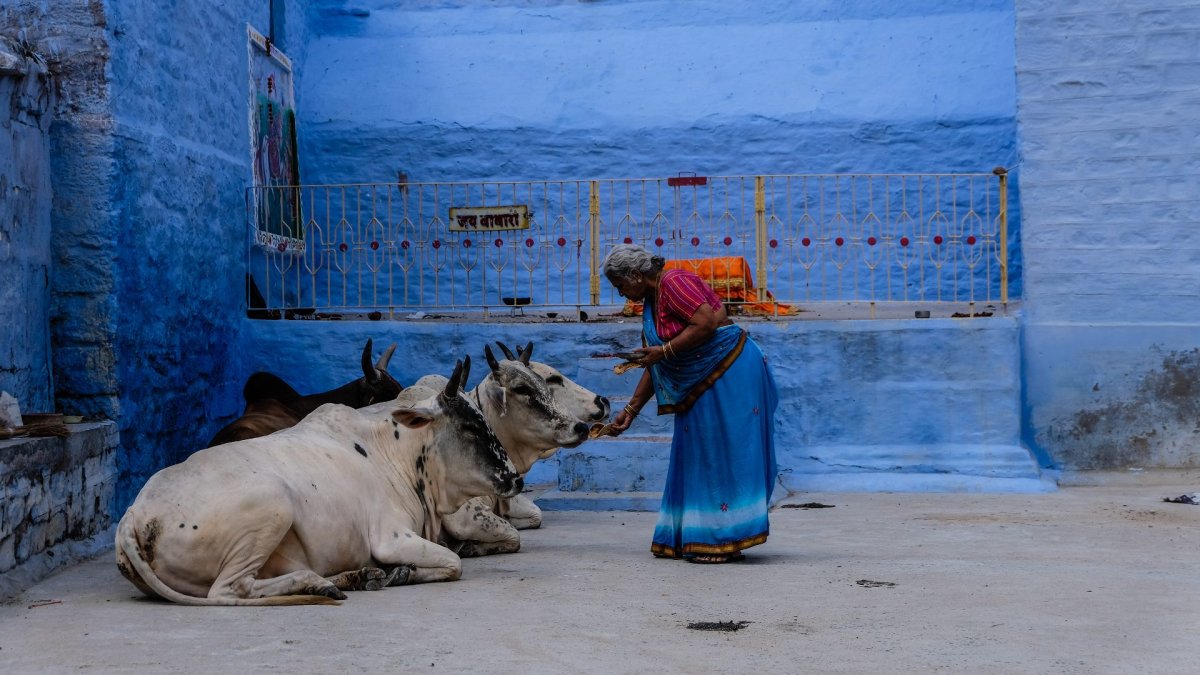 Корова Священное животное в Индии