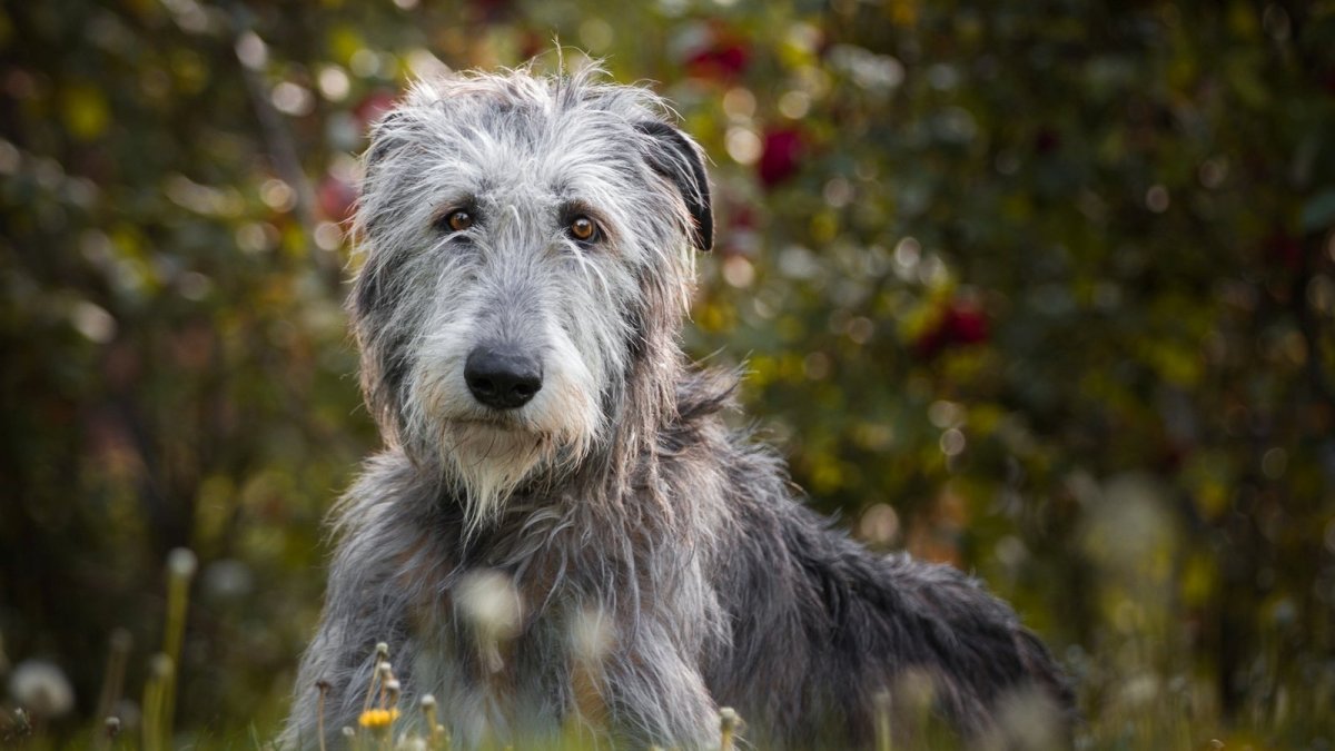 Шотландский волкодав