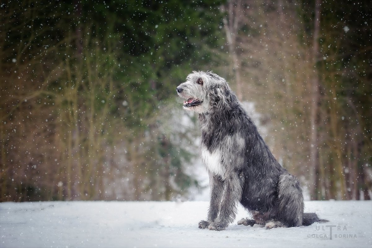 Собака ирландский волкодав