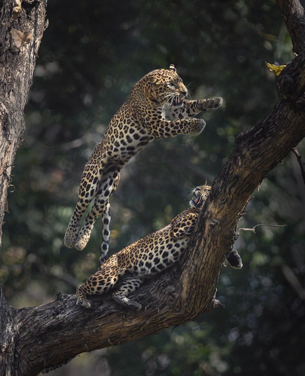 Животные джунглей Индии