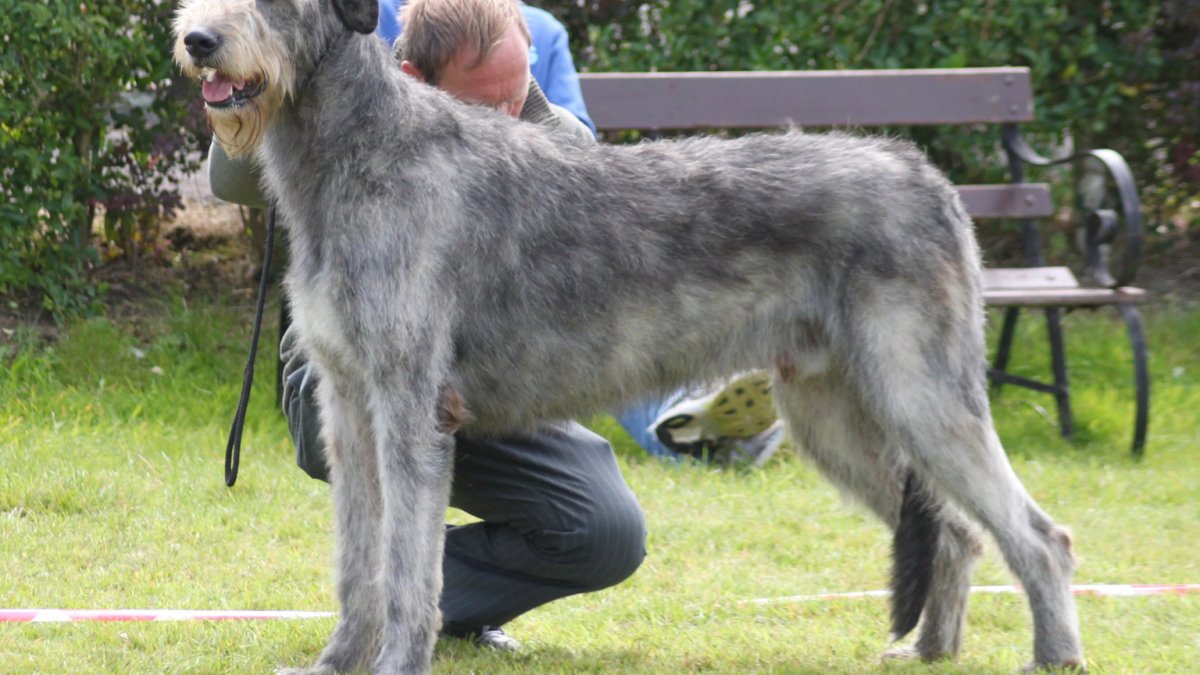 Волкодав овчарка