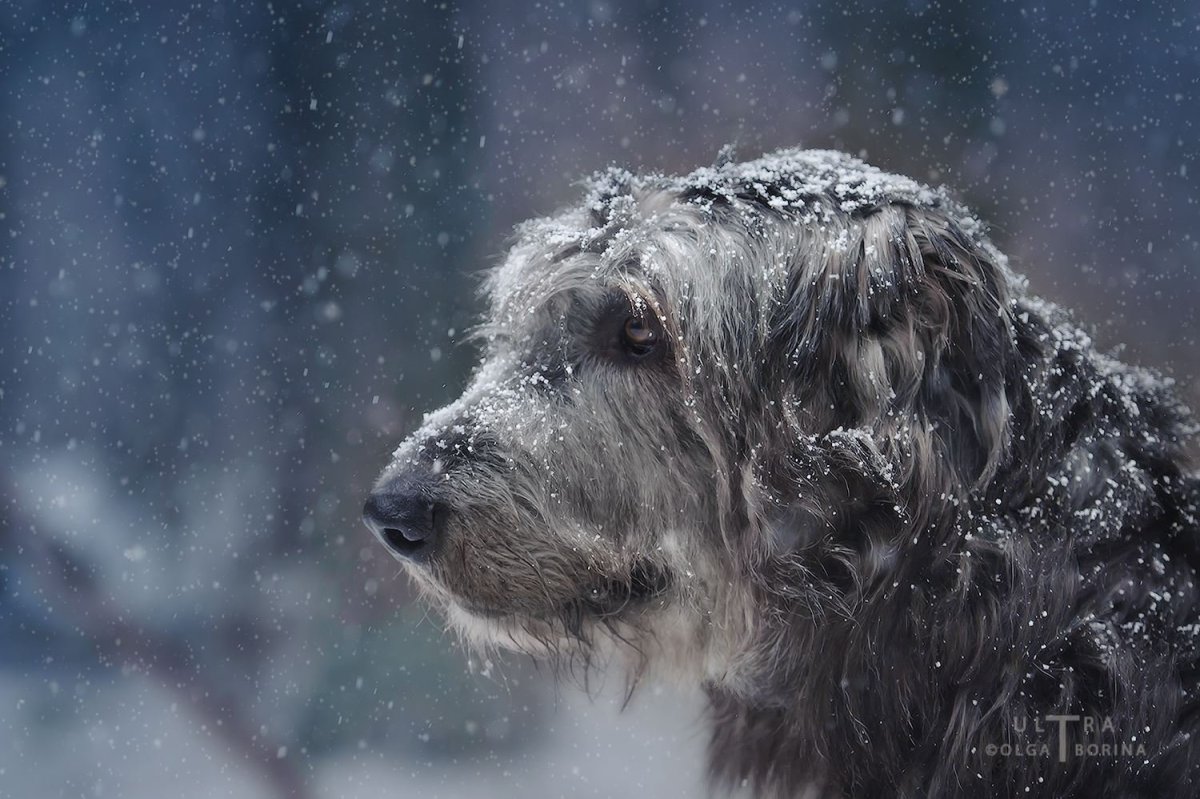 Собака ирландский волкодав