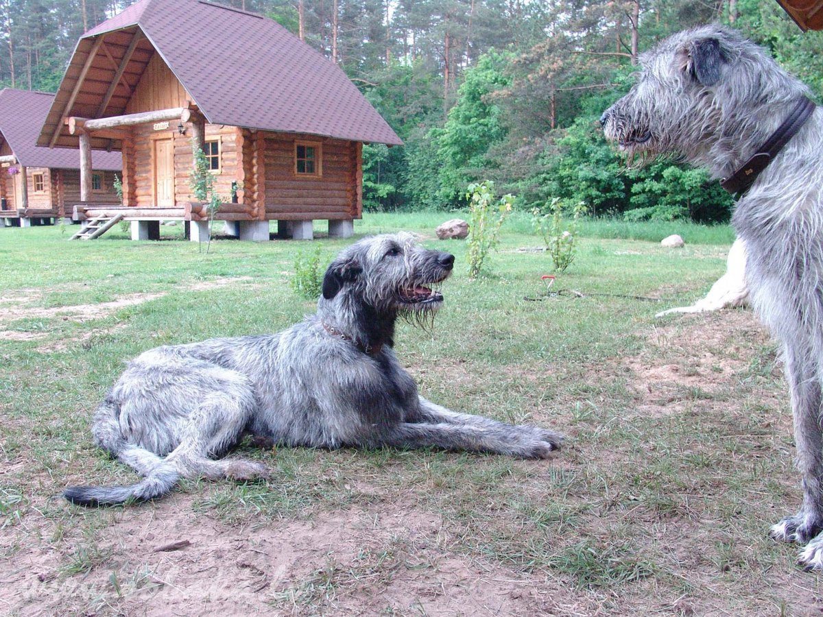 Ирландский волкодав