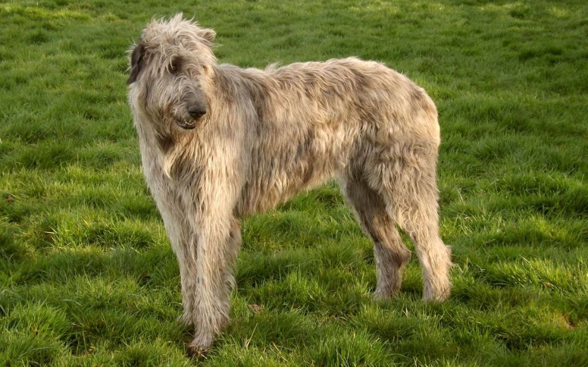 Ирландский волкодав курсинг