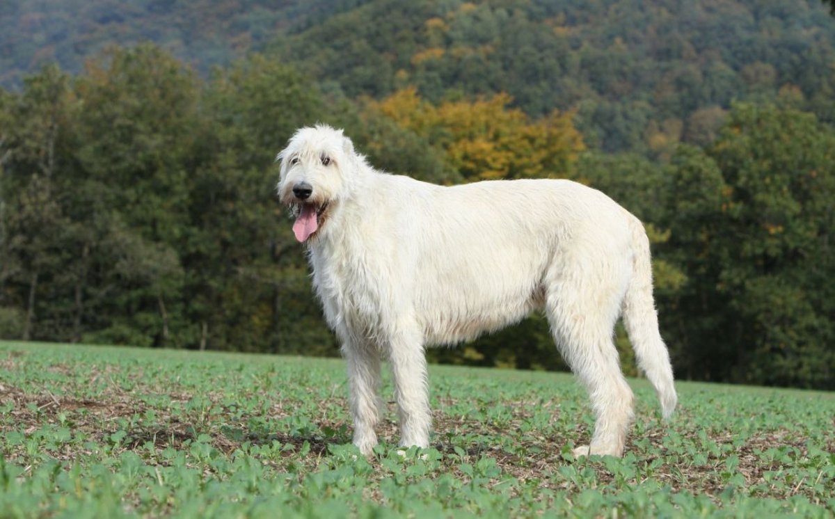 Волкодав собака русский щенок