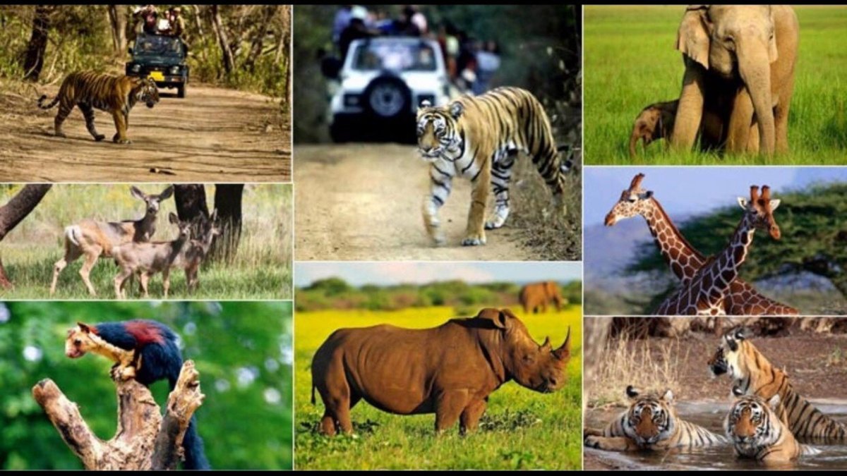 Растительный и животный мир Индии