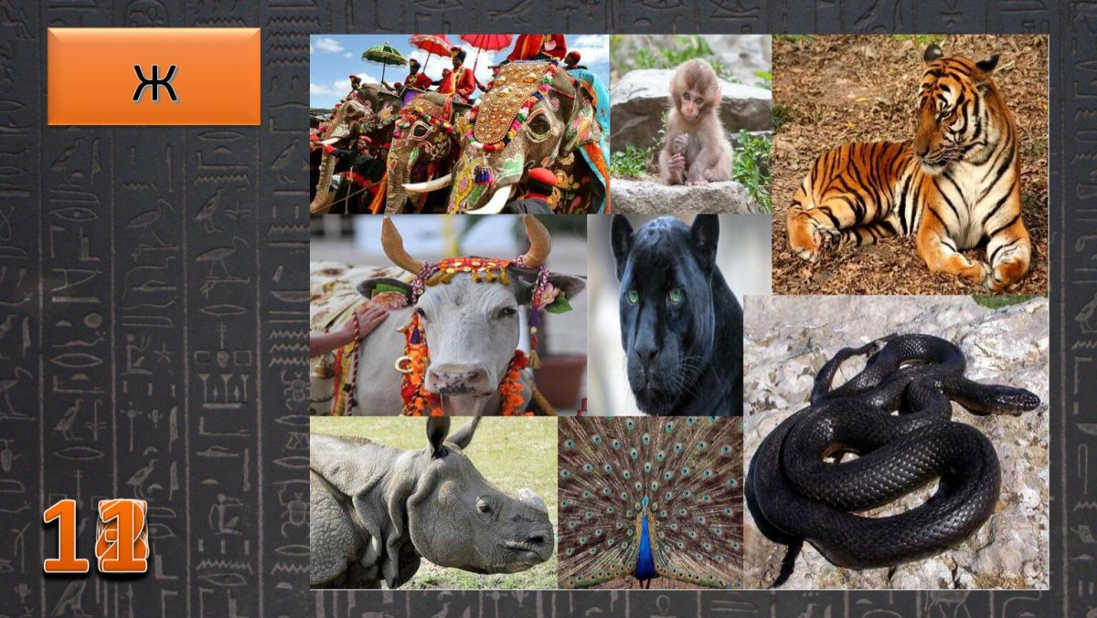 Животные Индии