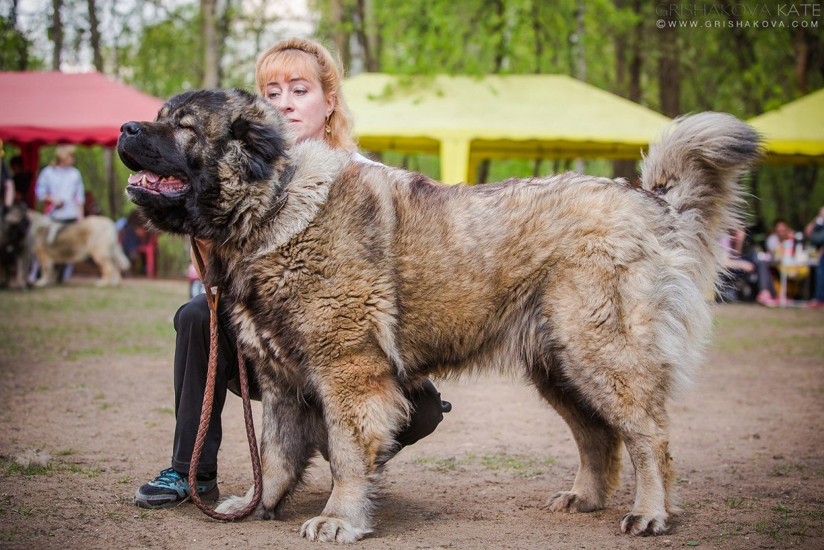 Дирхаунд собака и ирландский волкодав