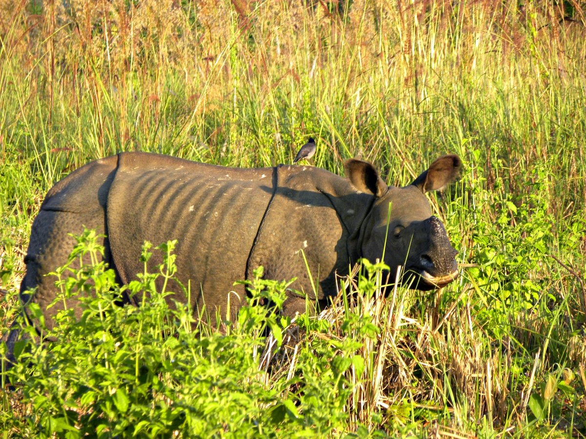Казиранга Саванна