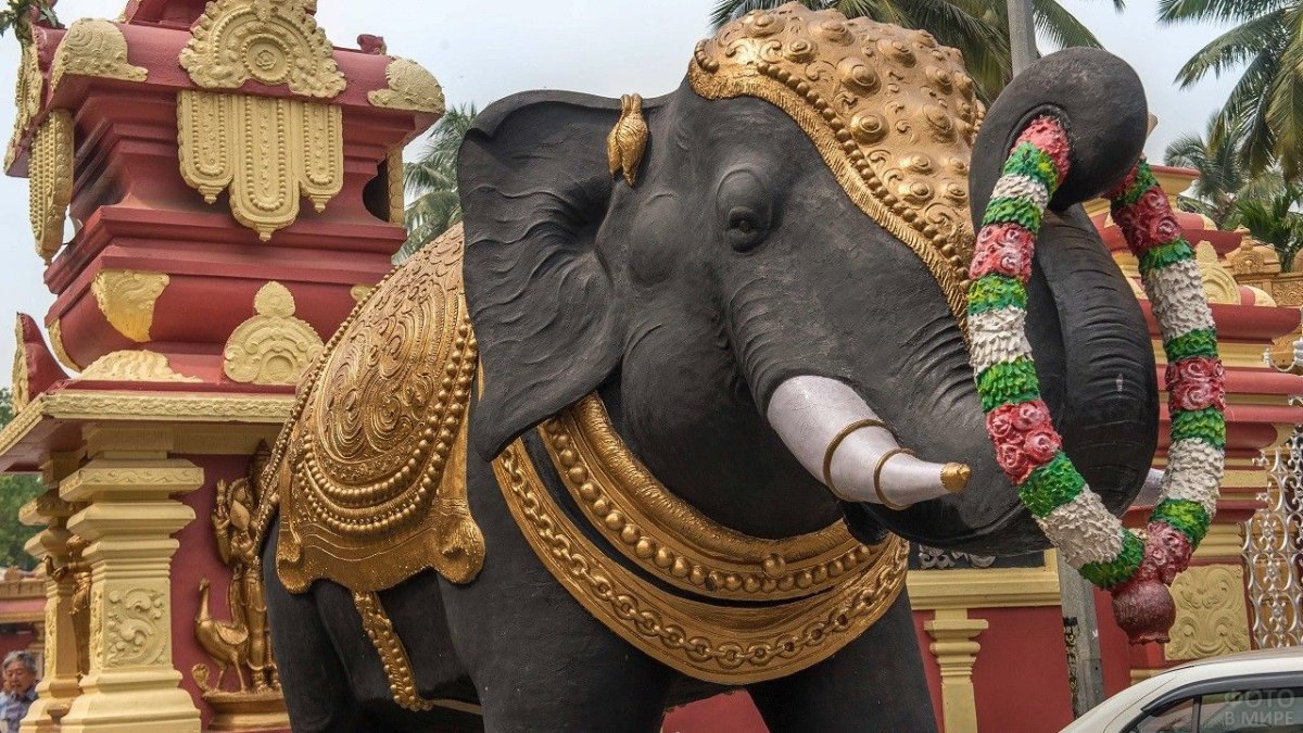 Гоа Индия слоны