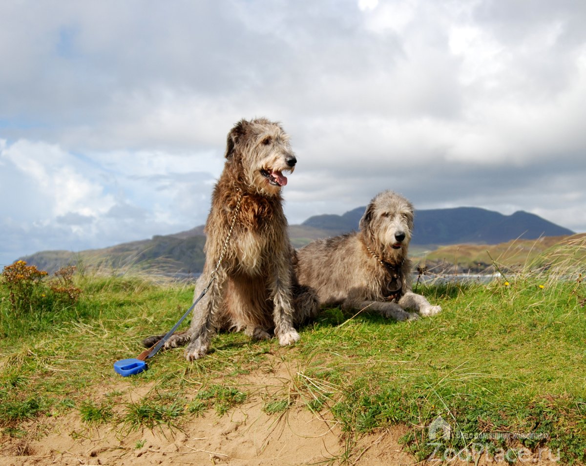 Irish Wolfhound Dog Breed