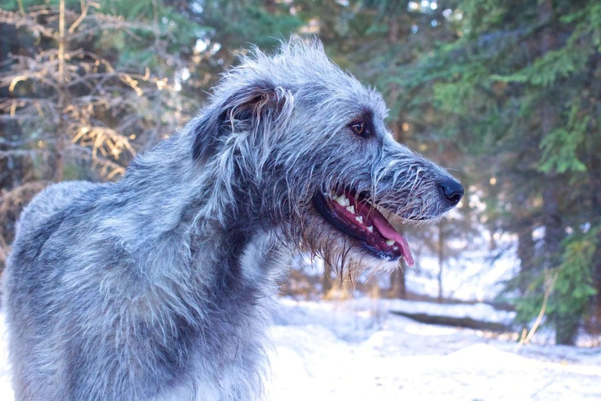 Ирландский волкодав морда