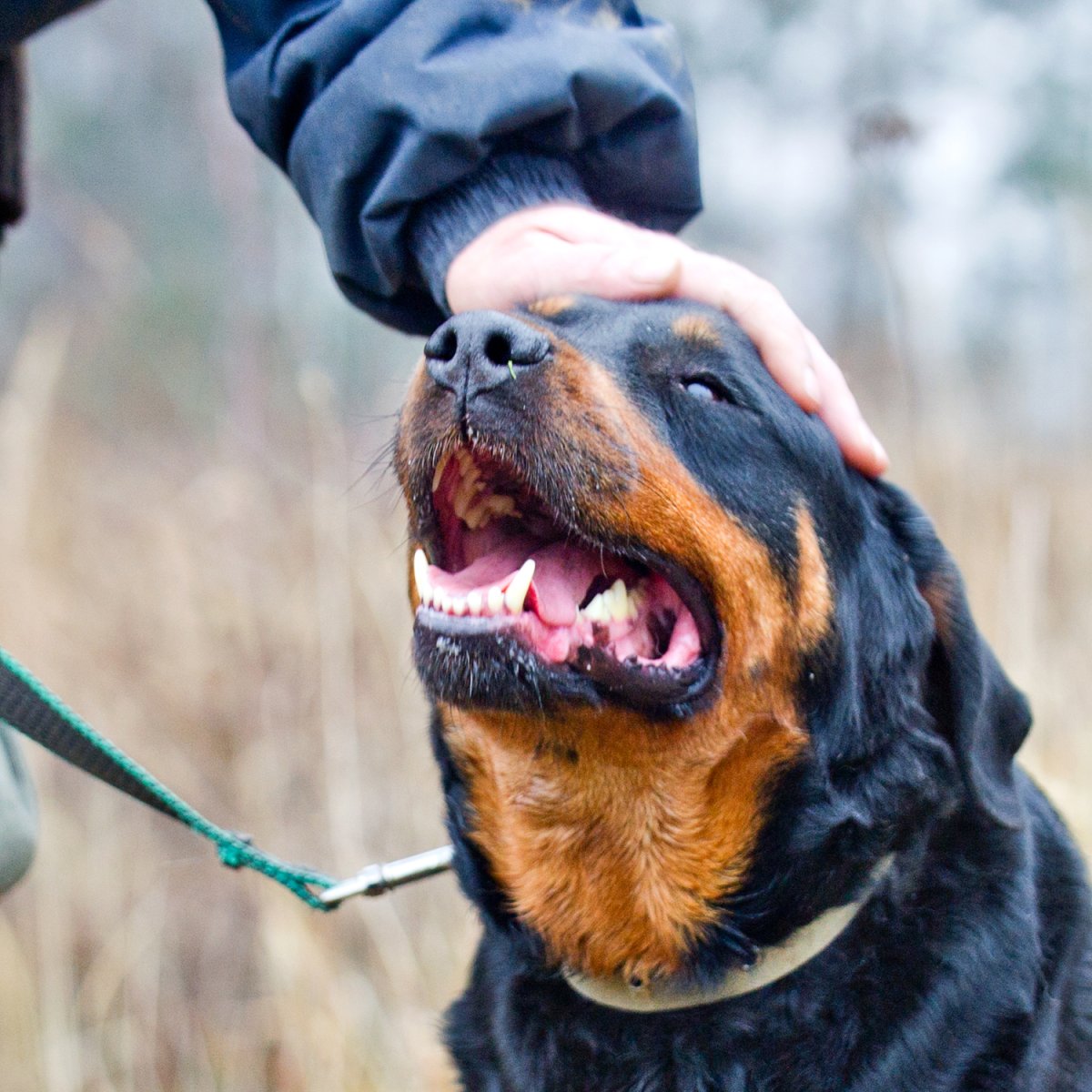 Собака ротвейлер Чоп