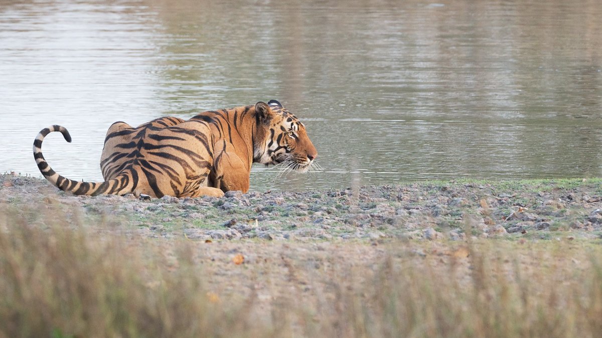 Слона разукрашивают живого