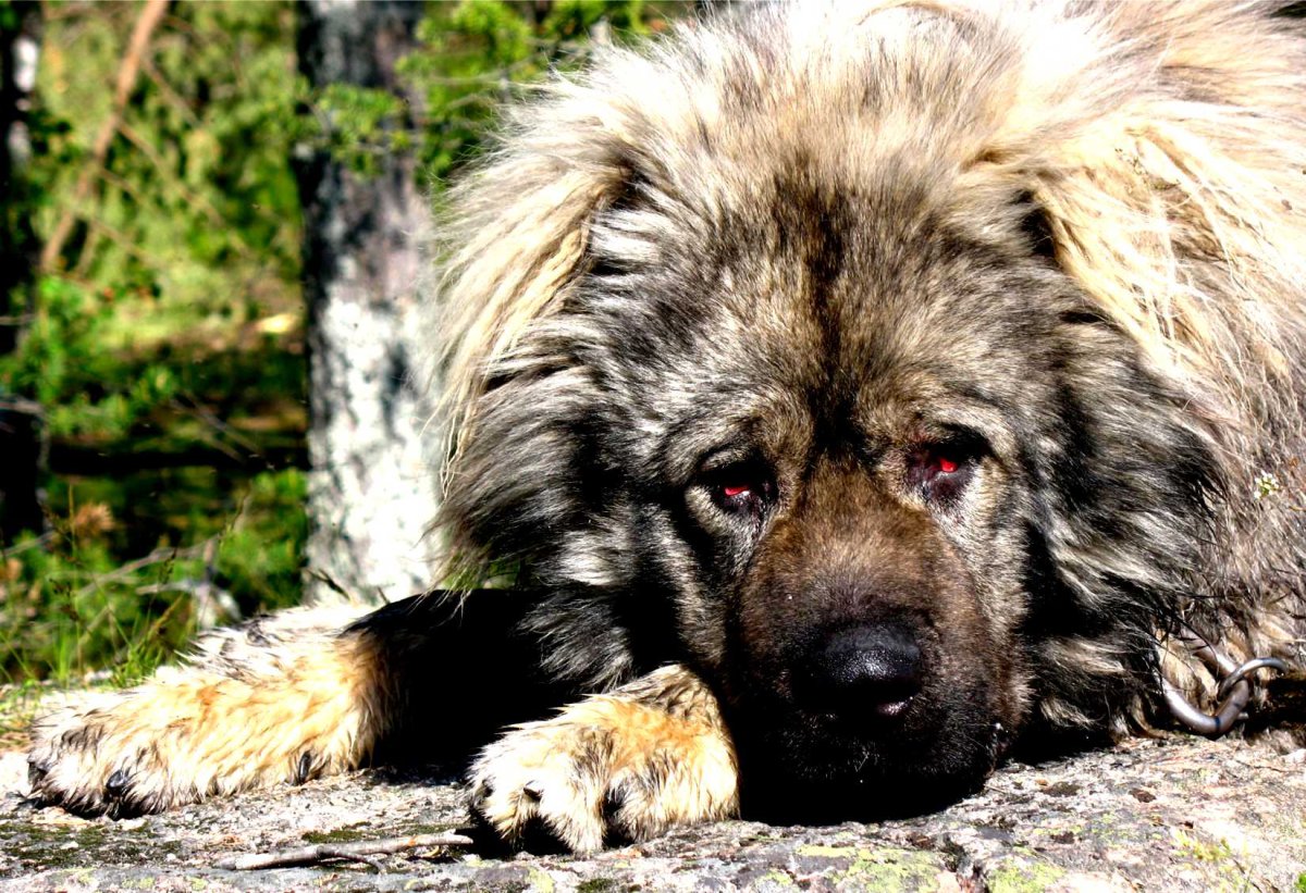 Волкособ гибрид волка