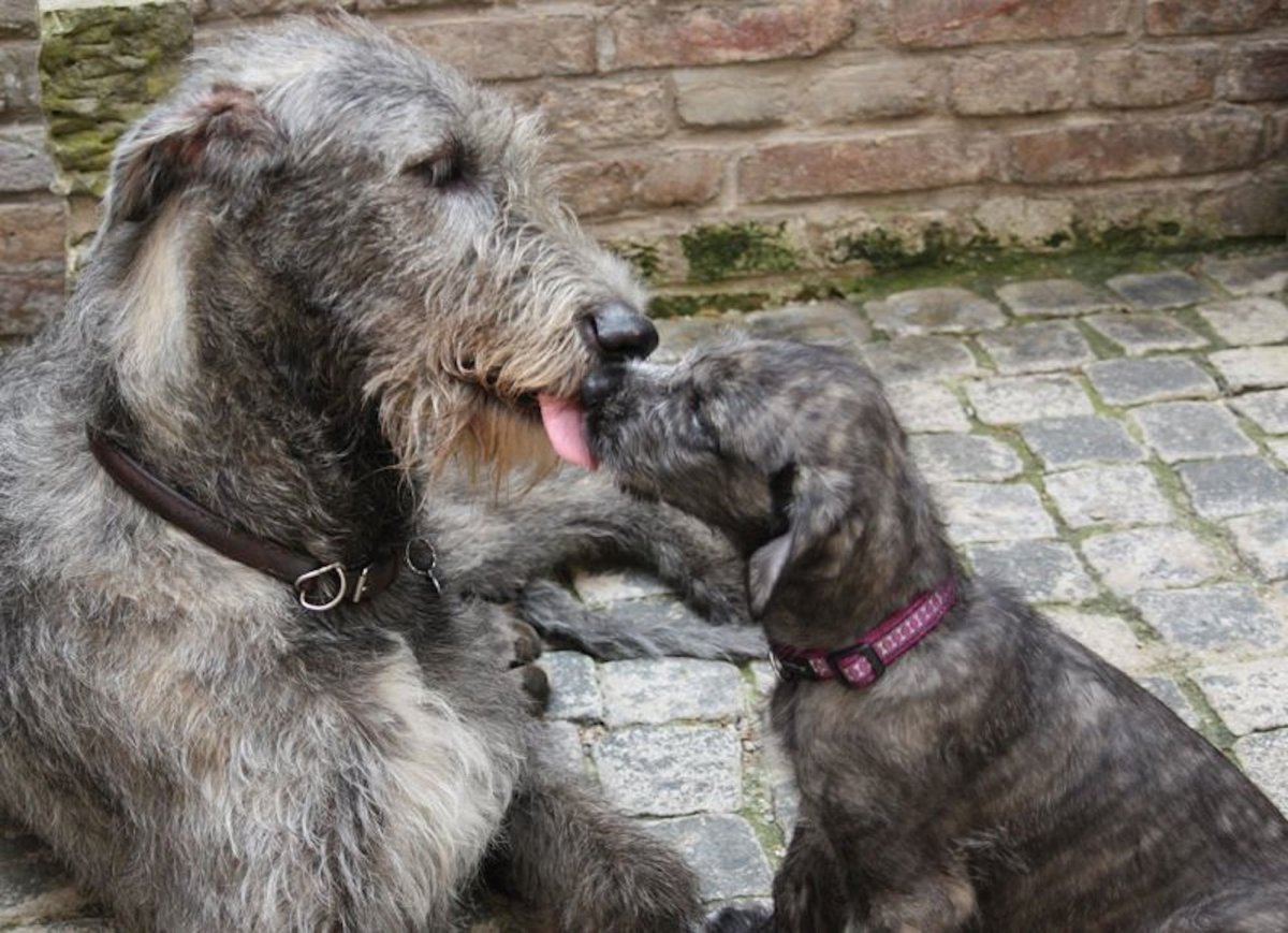 Кавказская овчарка