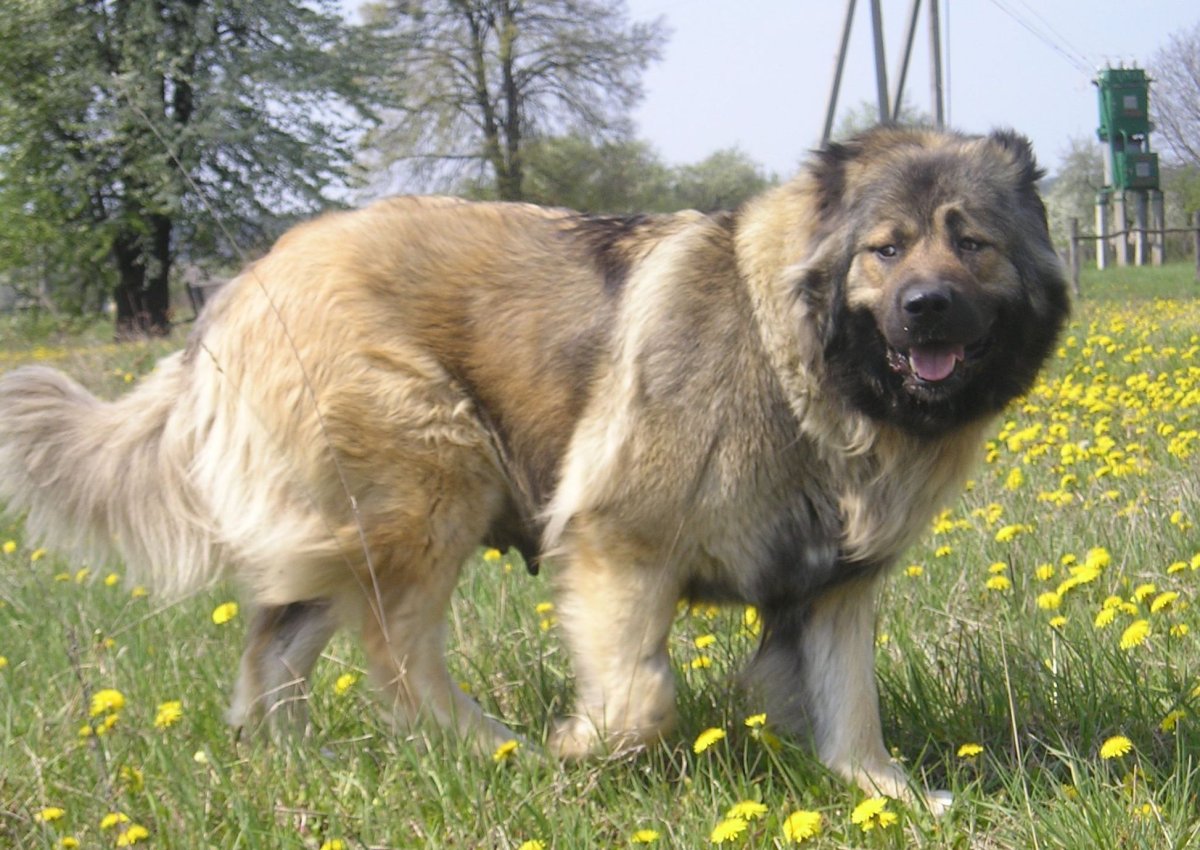 Собака ирландский волкодав