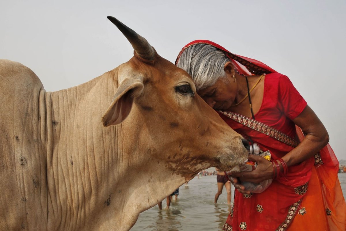 Корова в Индии