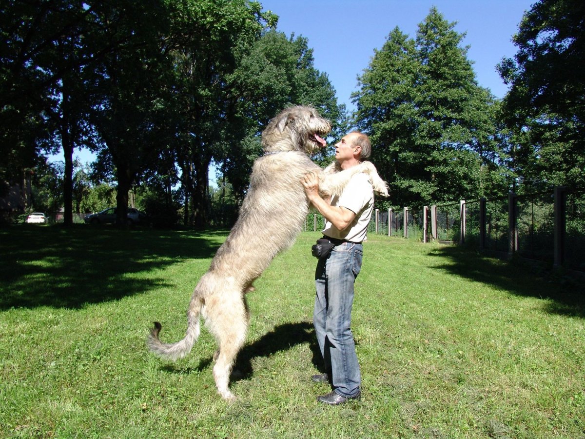 Дирхаунд и ирландский волкодав