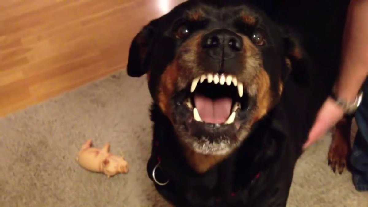 Собака болтун . Бесплатно