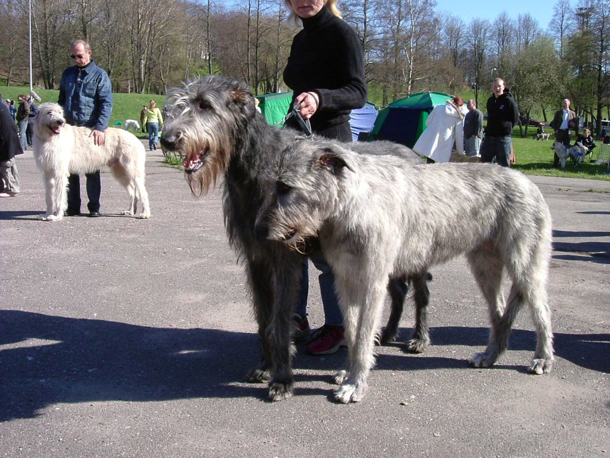 Ирландский волкодав и алабай