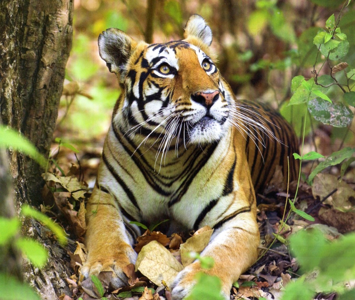 Бенгальский тигр в Индии джунглей