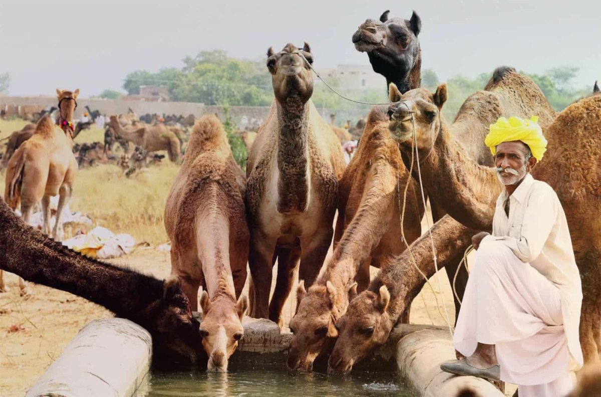 Однорогий индийский носорог