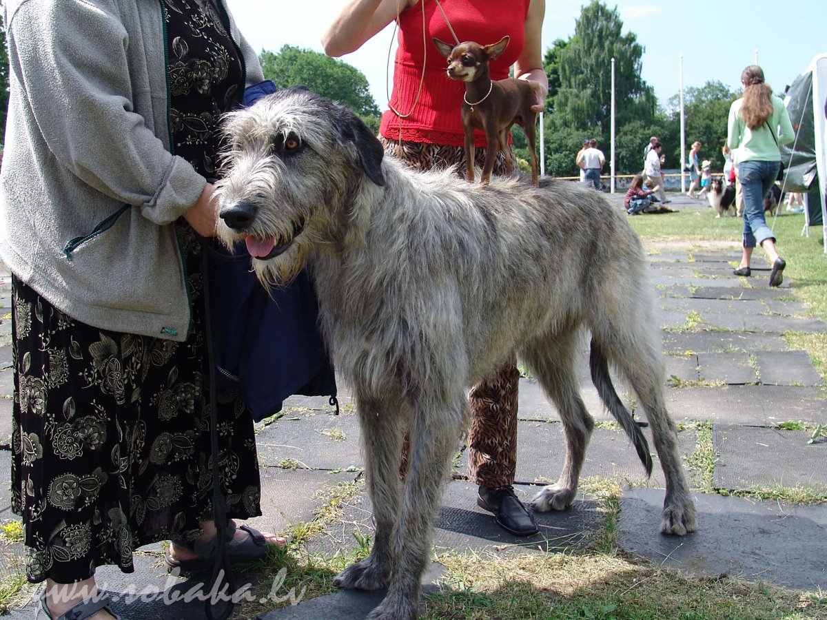 Собака ирландский волкодав
