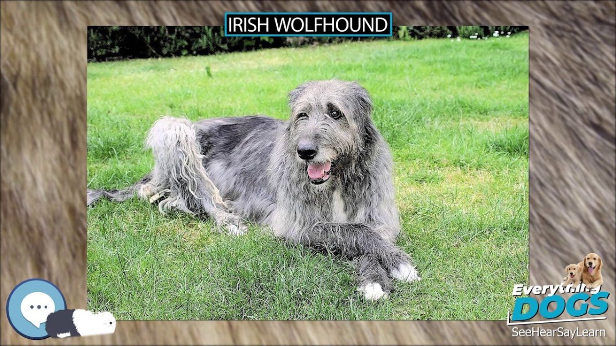 Ирландский волкодав