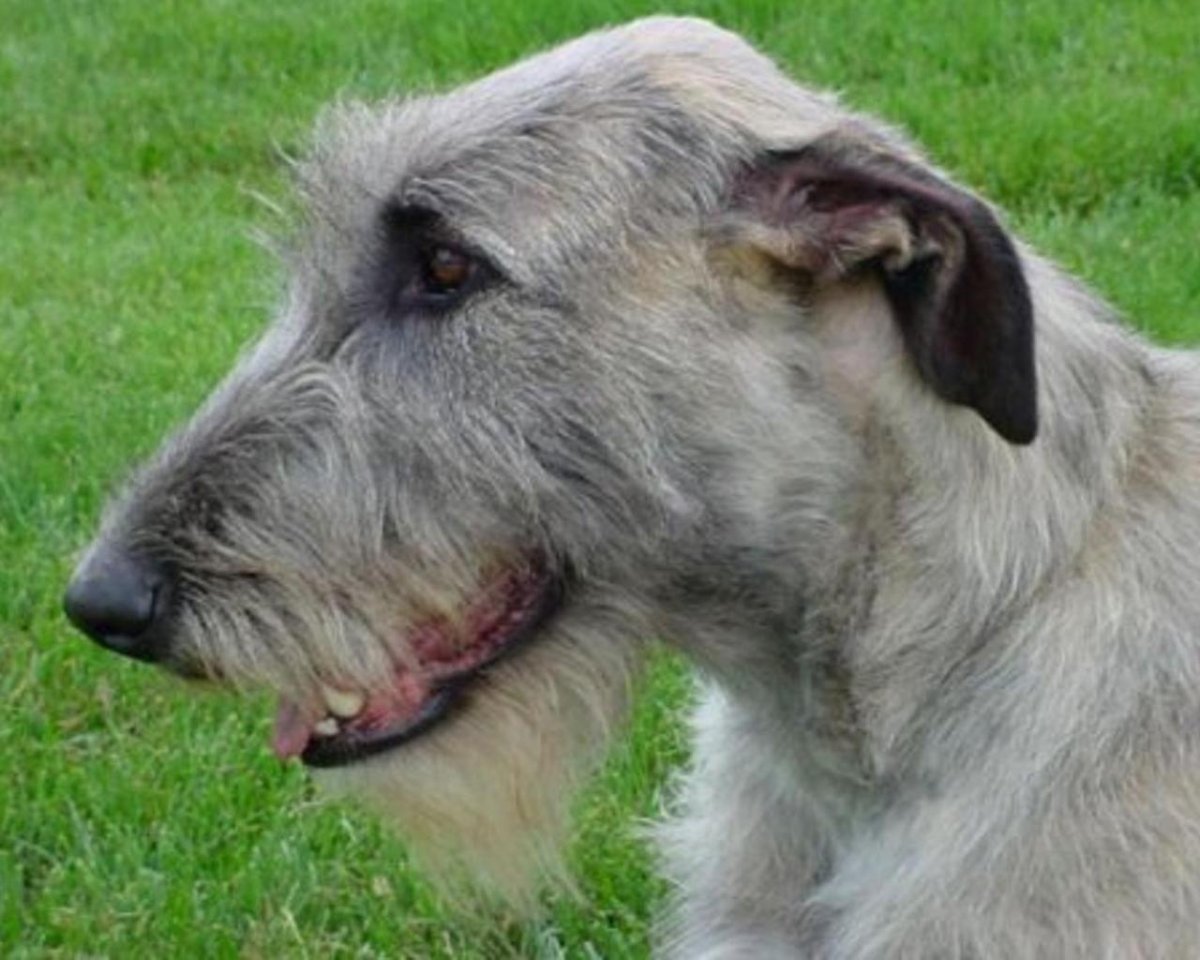 Кавказская овчарка породы волкодав