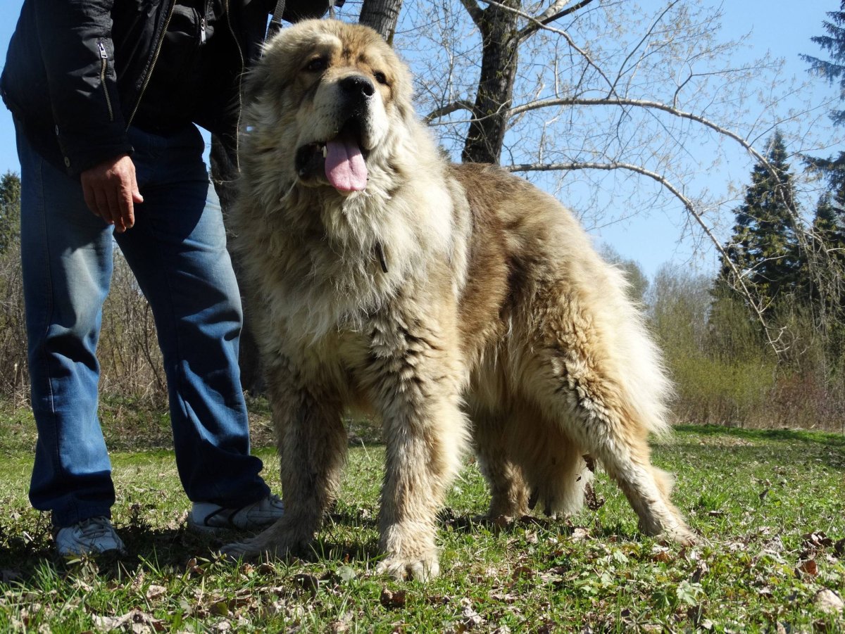Среднеазиатская овчарка волкодав