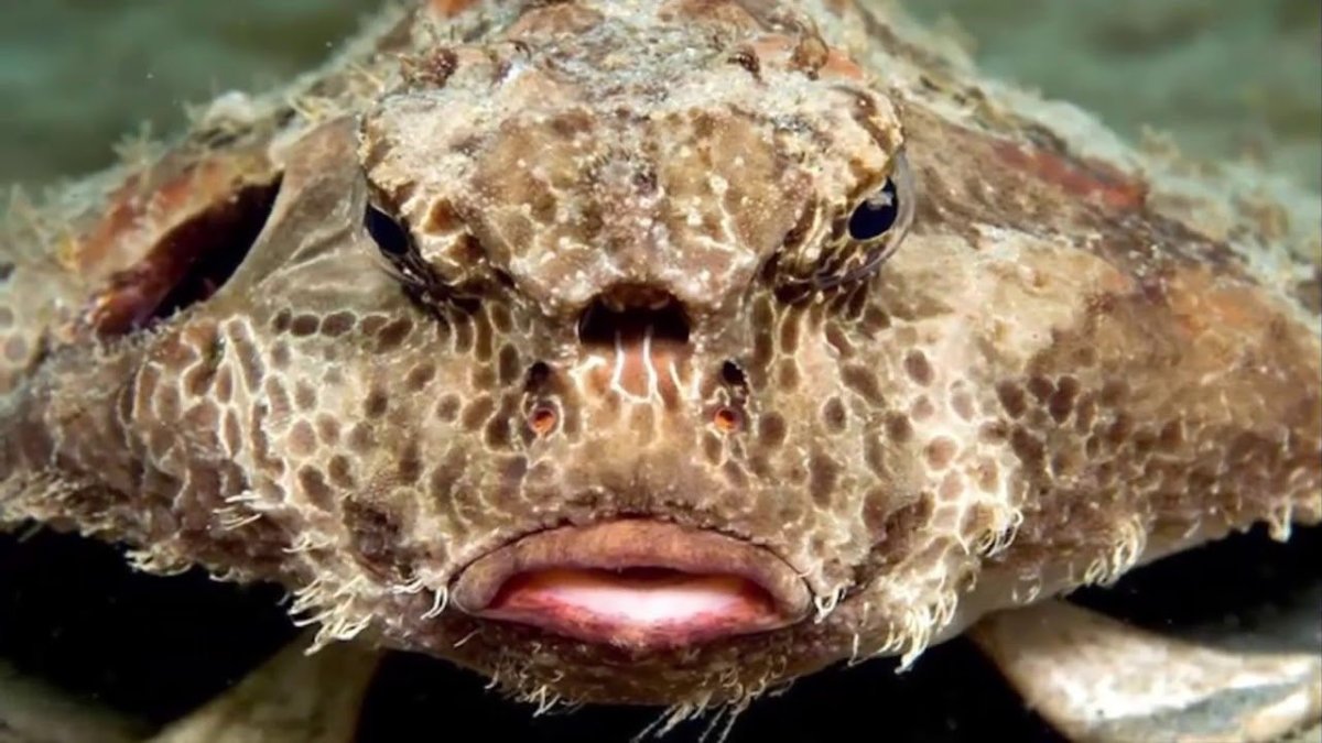 Рыбка Циклоп