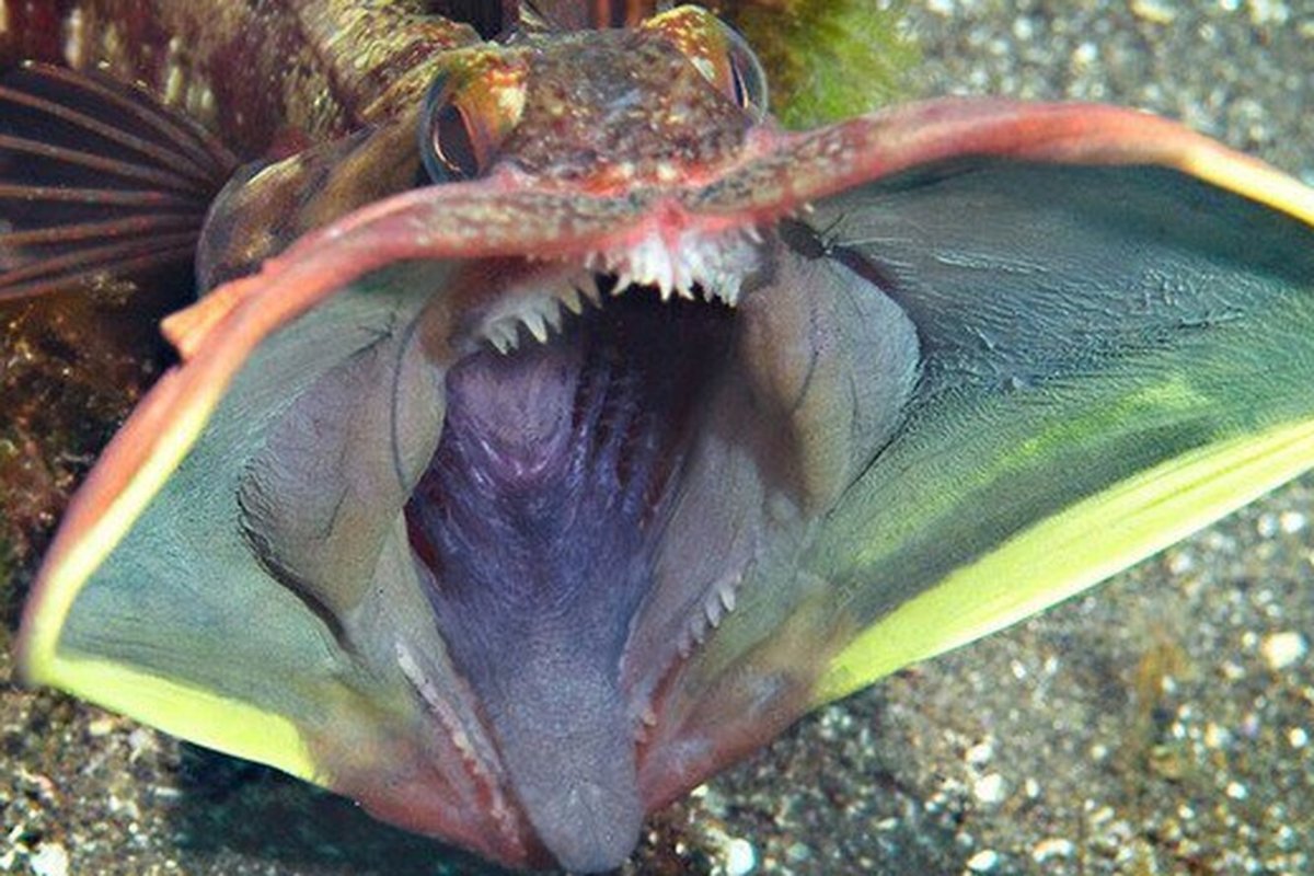 Рыба с губами фото