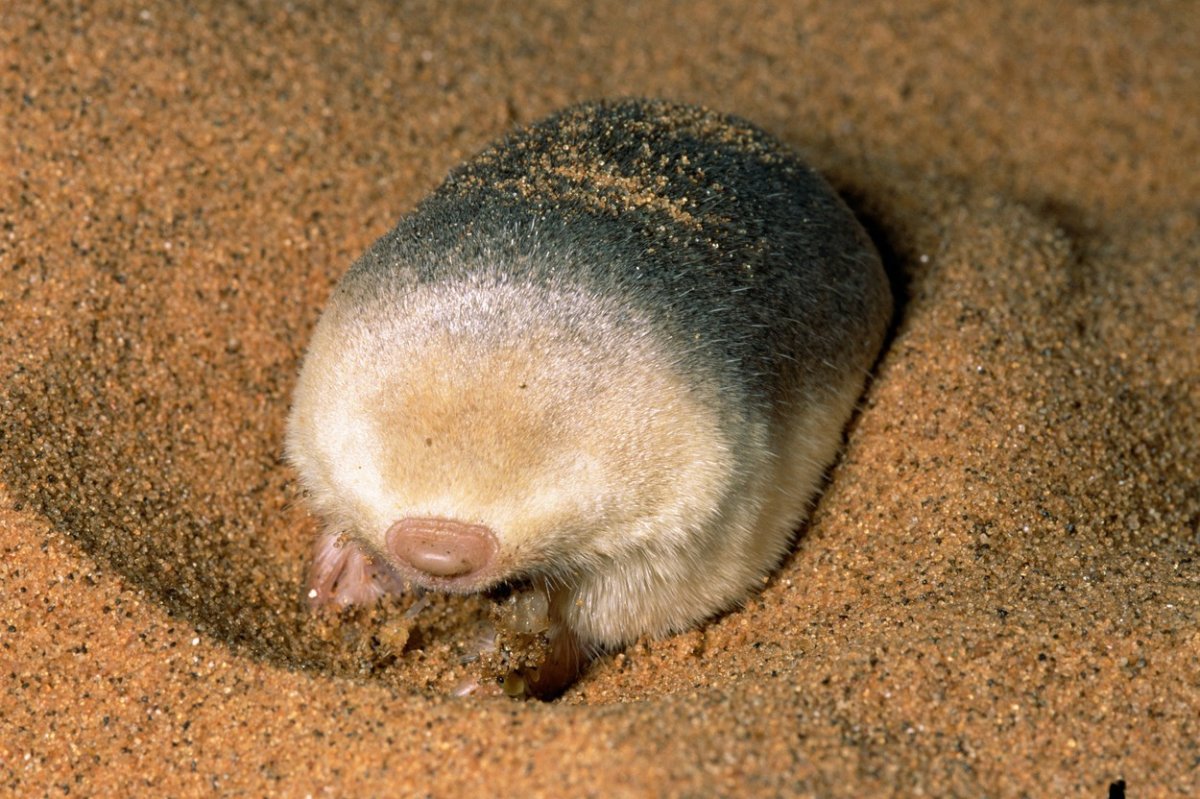 Ellobius talpinus