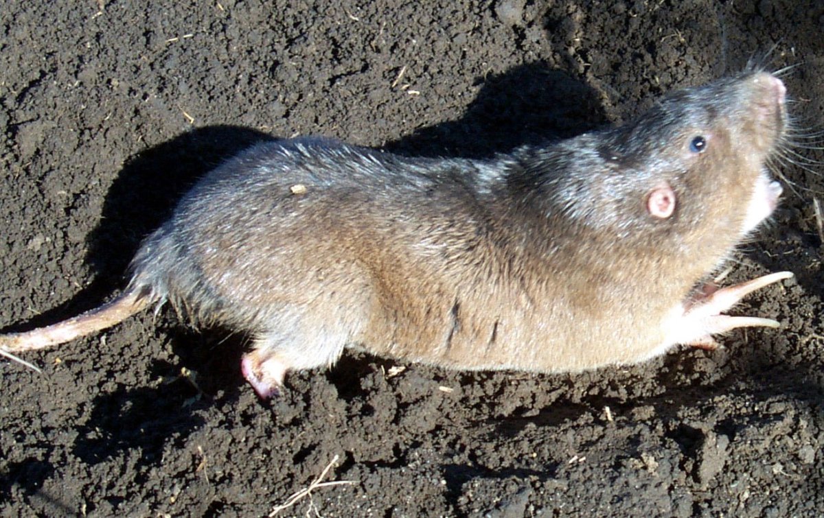 Равнинный Гофер (Geomys bursarius)