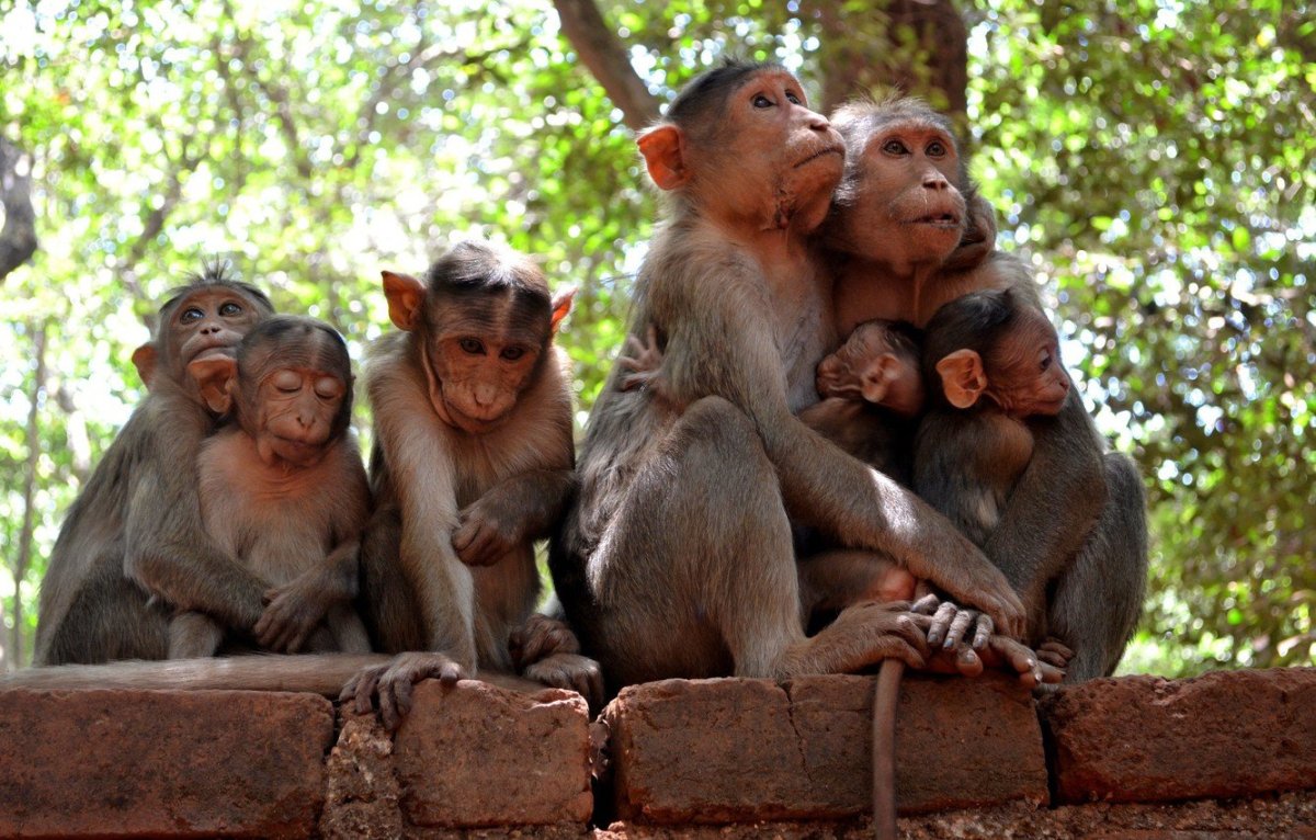 Стая обезьян