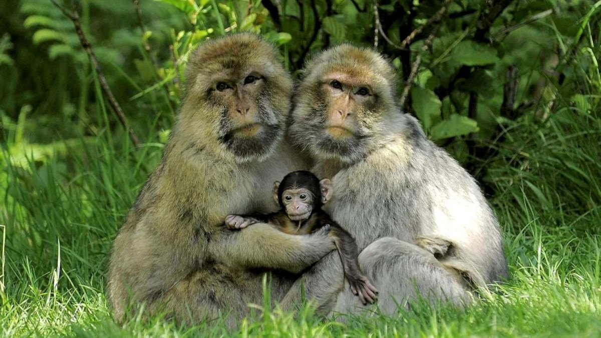 Семья в мире животных