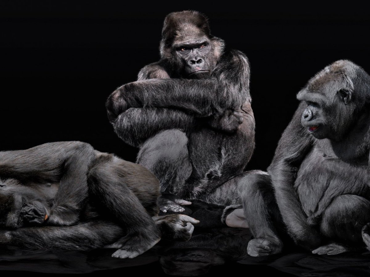 Три обезьяны на рабочий стол