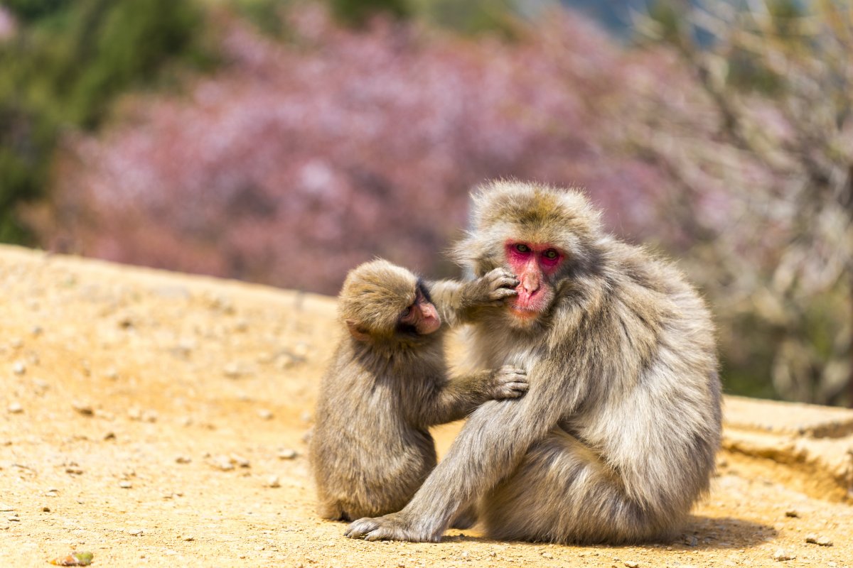 Фон с обезьянами