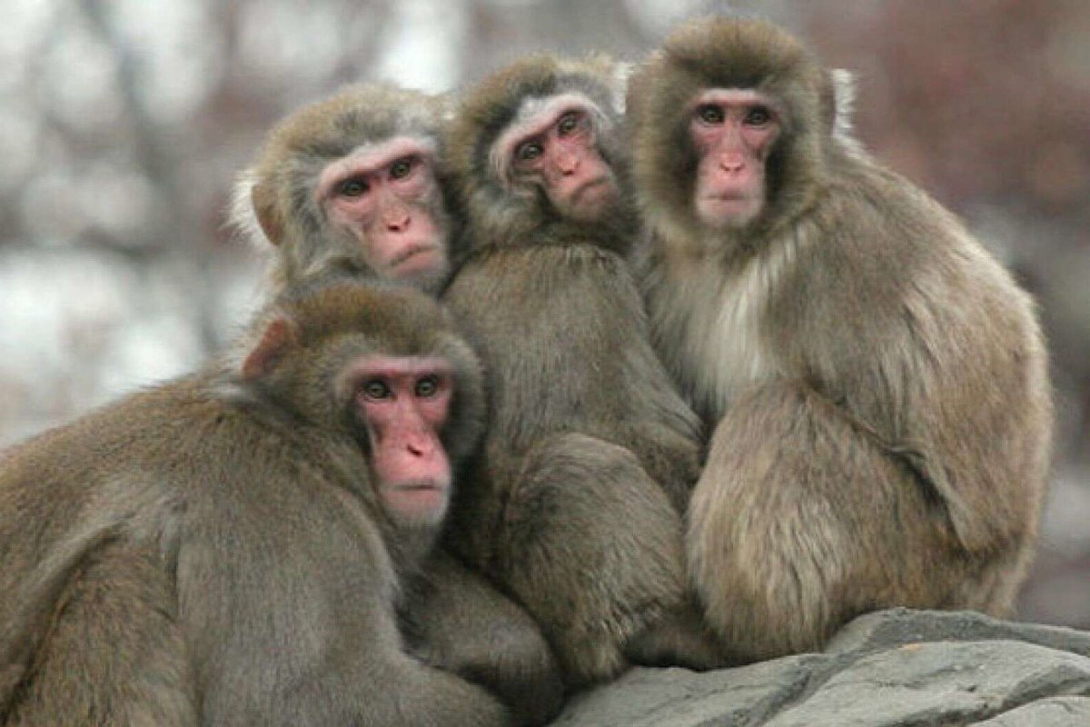 Четыре мартышки