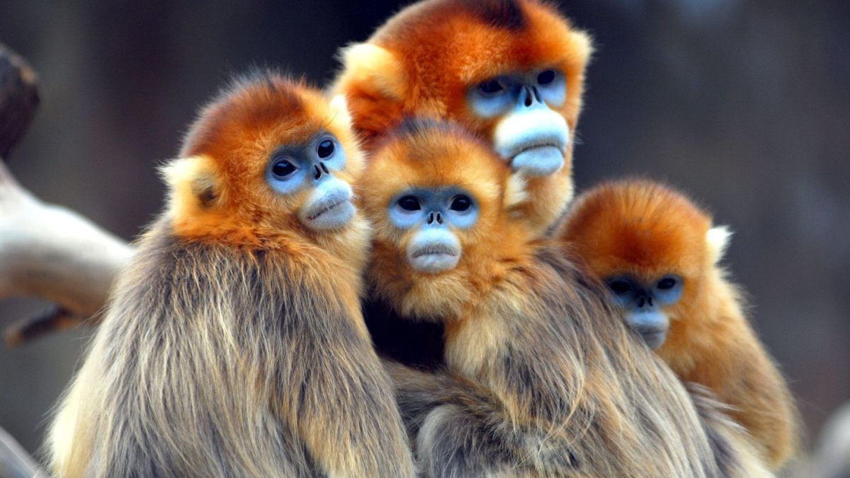 Обои с обезьянами