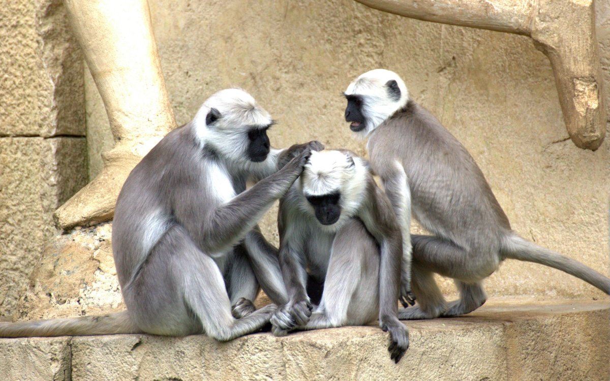 Семейства приматов